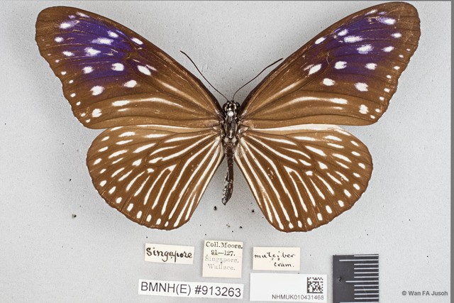 Euploea mulciber mulciber • © Wan FA Jusoh • All Rights Reserved