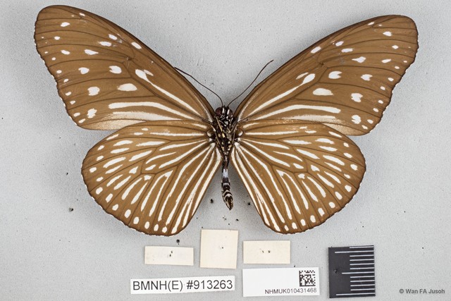 Euploea mulciber mulciber