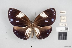 Euploea radamanthus radamanthus