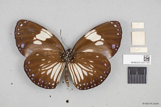 Euploea radamanthus radamanthus