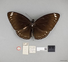Euploea midamus singapura