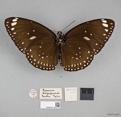 Euploea midamus singapura • © Wan FA Jusoh • All Rights Reserved