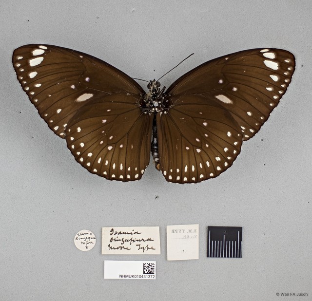 Euploea midamus singapura