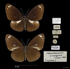 Euploea midamus singapura • © Ang Yuchen • All Rights Reserved