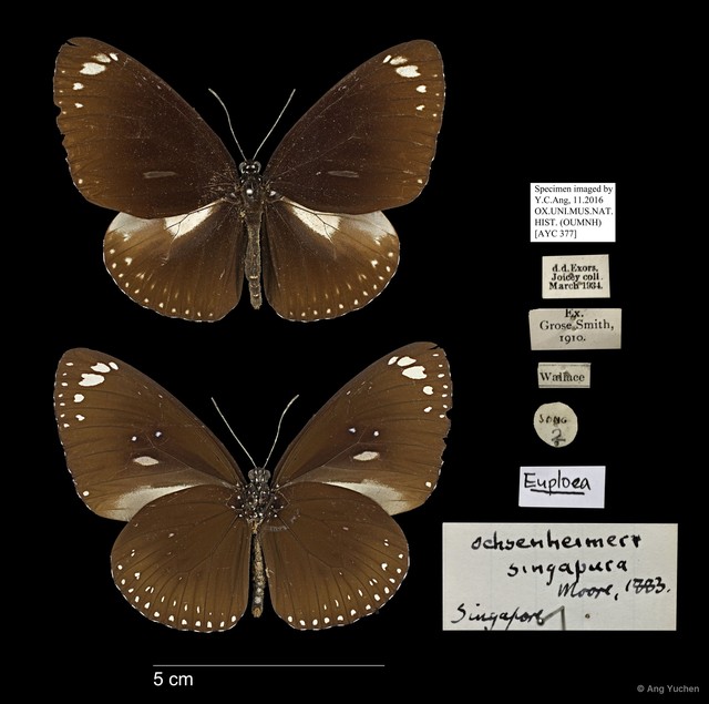 Euploea midamus singapura