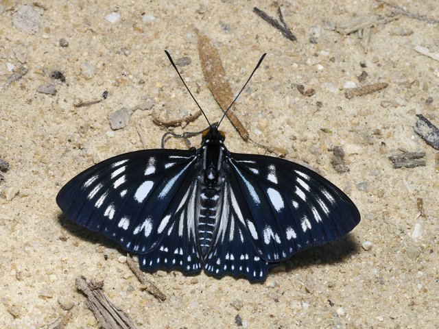 Euripus nyctelius euploeoides • © Gan Cheong Weei • CC BY-NC 4.0