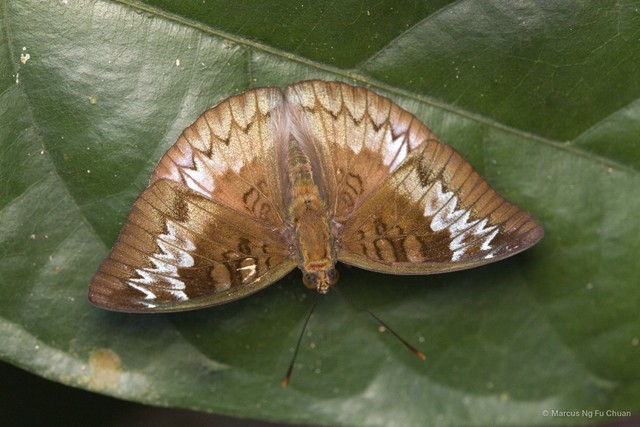 Euthalia aconthea gurda • © Marcus Ng Fu Chuan • All Rights Reserved