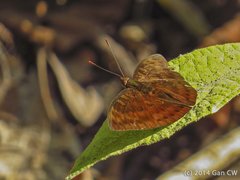 Euthalia merta