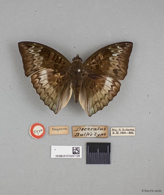 Euthalia monina monina