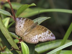 Euthalia monina monina