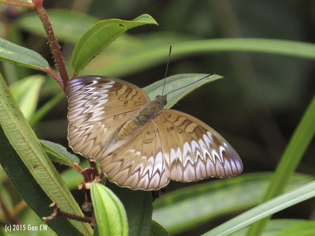 Euthalia monina monina • © Gan Cheong Weei • CC BY-NC 4.0