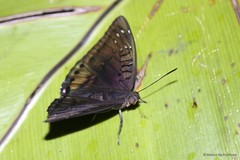 Euthalia adonia pinwilli
