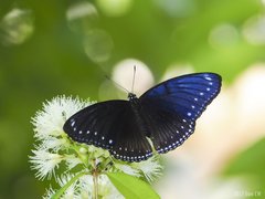 Hypolimnas anomala anomala