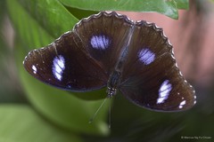 Hypolimnas bolina bolina