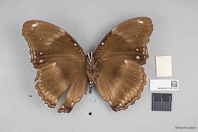 Hypolimnas bolina jacintha