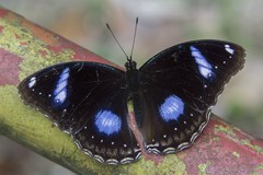 Hypolimnas bolina jacintha • © Marcus Ng Fu Chuan • All Rights Reserved