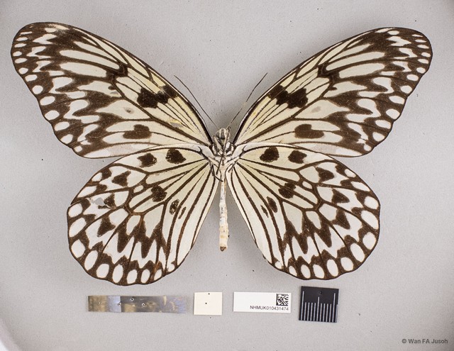 Idea leuconoe chersonesia