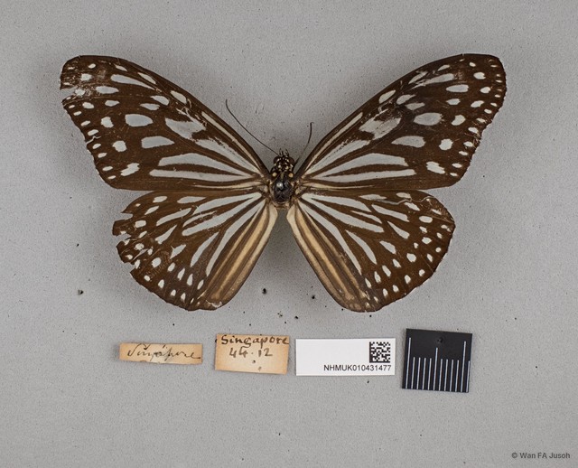 Ideopsis vulgaris macrina