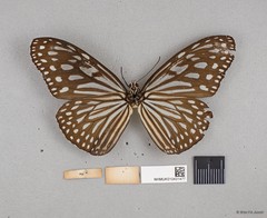 Ideopsis vulgaris macrina • © Wan FA Jusoh • All Rights Reserved
