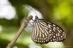 Ideopsis vulgaris macrina