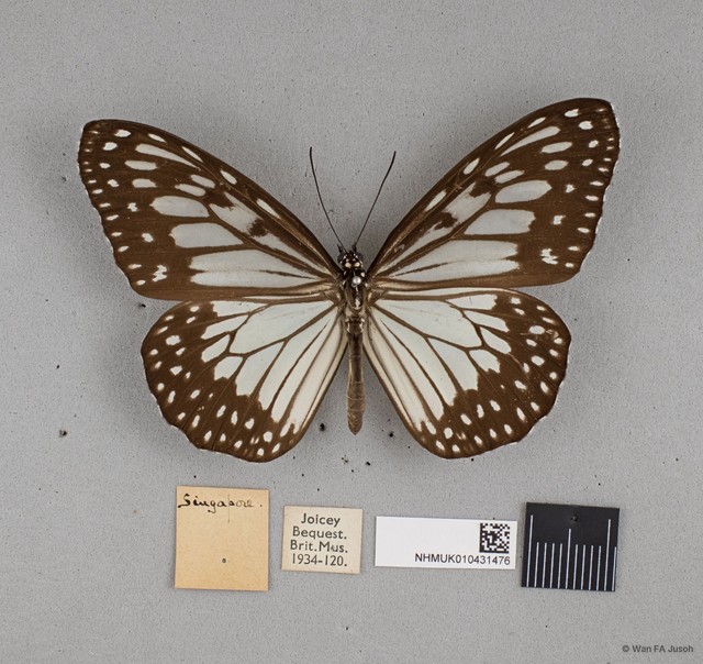 Ideopsis juventa sitah • © Wan FA Jusoh • All Rights Reserved