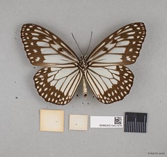 Ideopsis juventa sitah • © Wan FA Jusoh • All Rights Reserved