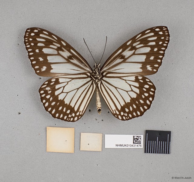 Ideopsis juventa sitah