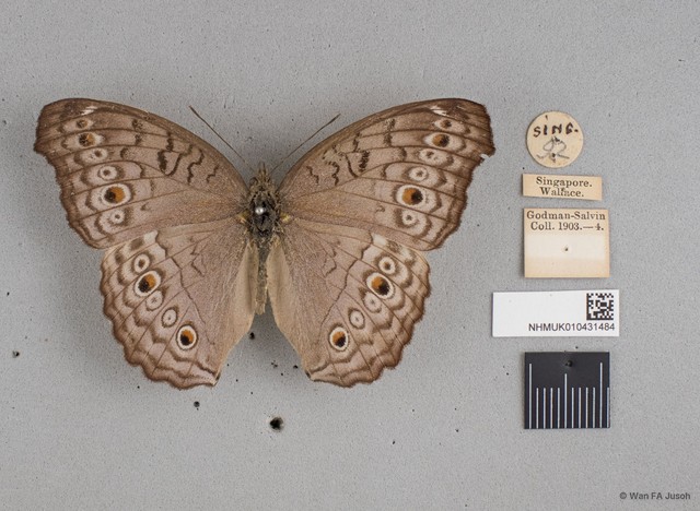 Junonia atlites atlites