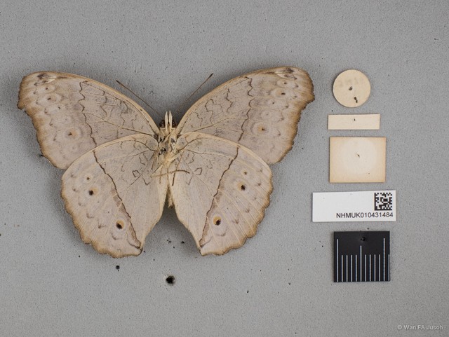 Junonia atlites atlites