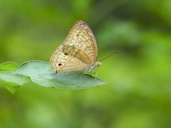 Junonia atlites atlites
