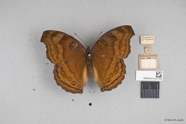 Junonia hedonia ida
