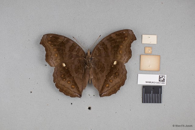 Junonia hedonia ida