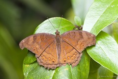 Junonia hedonia ida • © Marcus Ng Fu Chuan • All Rights Reserved