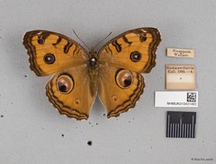 Junonia almana javana • © Wan FA Jusoh • All Rights Reserved