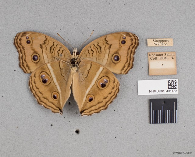 Junonia almana javana