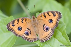 Junonia almana javana