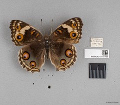 Junonia orithya wallacei • © Wan FA Jusoh • All Rights Reserved