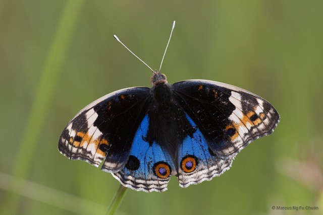 Junonia orithya wallacei • © Marcus Ng Fu Chuan • All Rights Reserved
