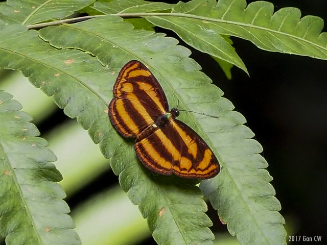 Lasippa tiga siaka • © Gan Cheong Weei • CC BY-NC 4.0