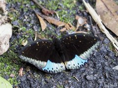 Lexias dirtea merguia