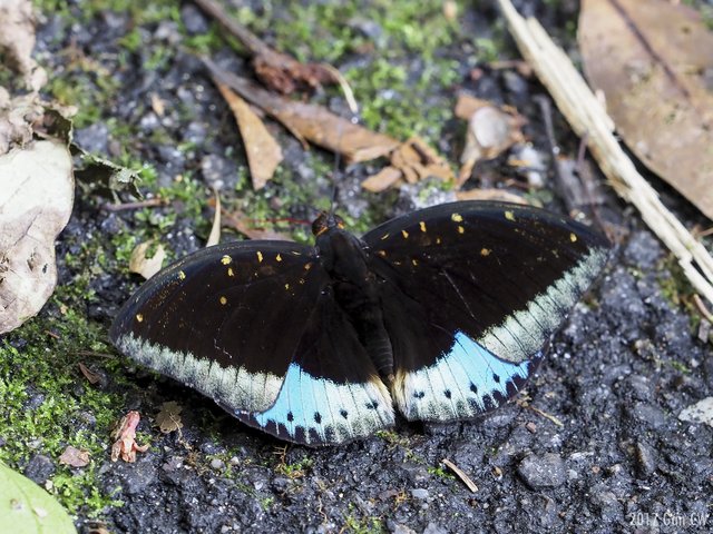 Lexias dirtea merguia • © Gan Cheong Weei • CC BY-NC 4.0