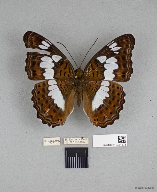 Moduza procris milonia