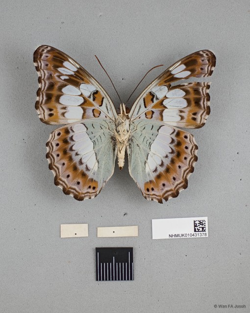 Moduza procris milonia