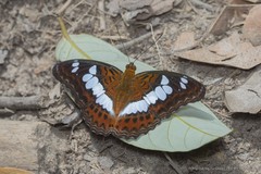 Moduza procris milonia