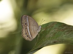 Mycalesis orseis