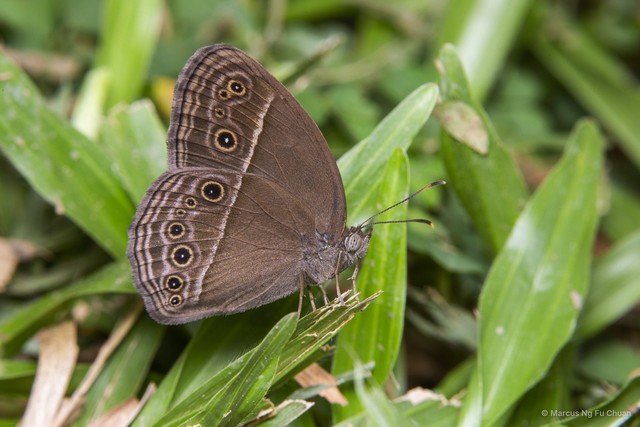 Mycalesis perseus cepheus • © Marcus Ng Fu Chuan • All Rights Reserved