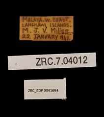 Mycalesis perseus cepheus • All Rights Reserved Museum Label