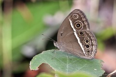 Mycalesis mineus macromalayana