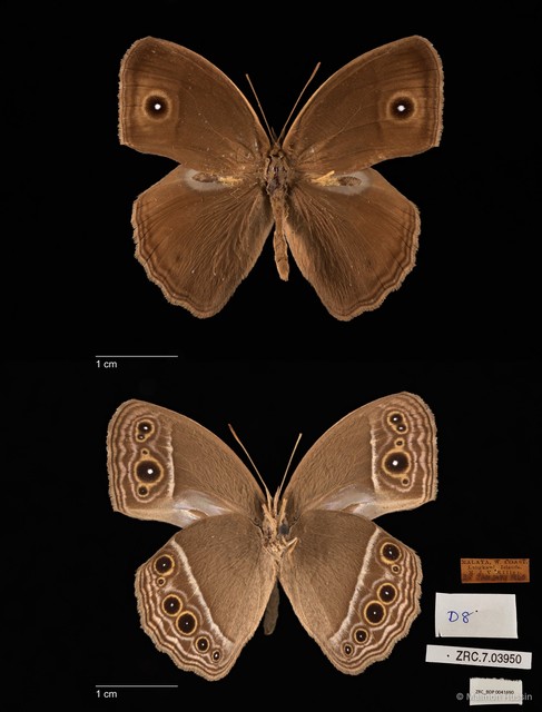 Mycalesis mineus macromalayana