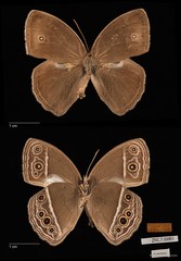 Mycalesis mineus macromalayana • © Maimon Hussin • All Rights Reserved